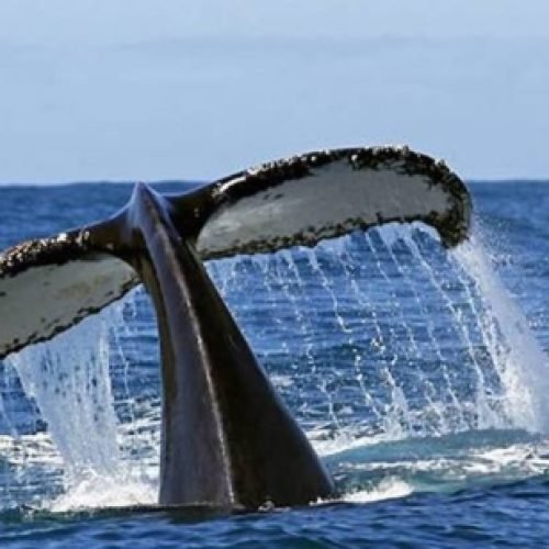 Baleia-Jubarte-Copia-705x308